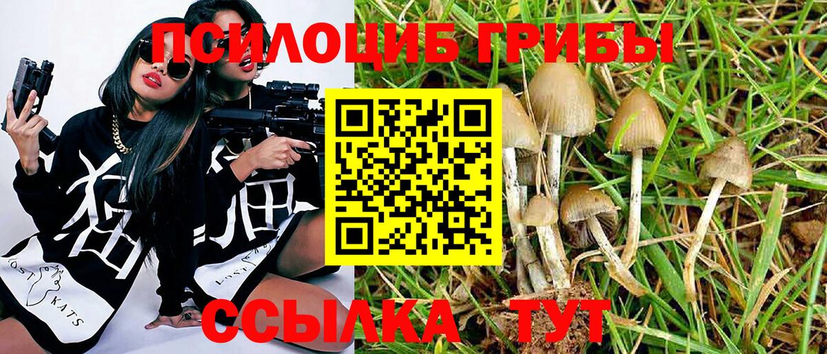 Псилоцибиновые грибы Cubensis Сокол